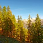 Lariceto a monte del Seu